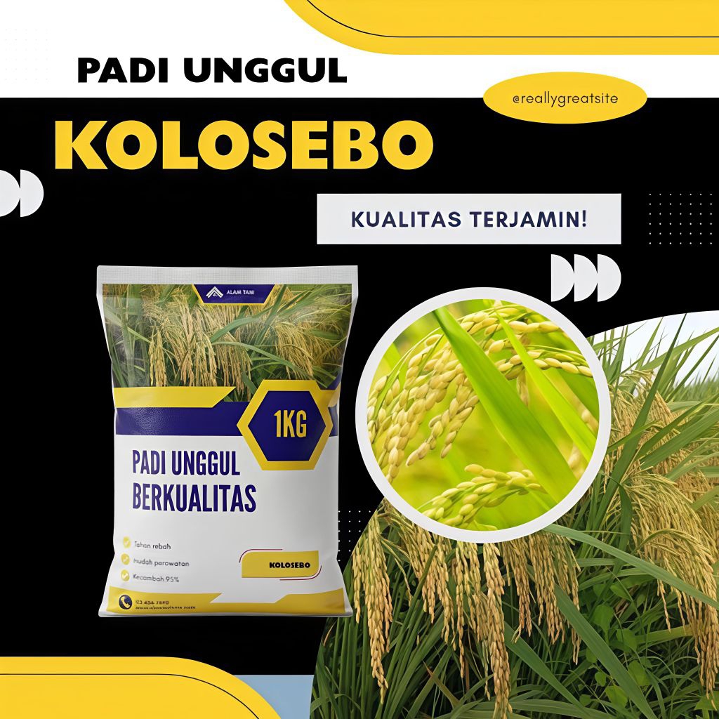 Benih padi KOLOSEBO 02 kemasan 1kg berkualitas original