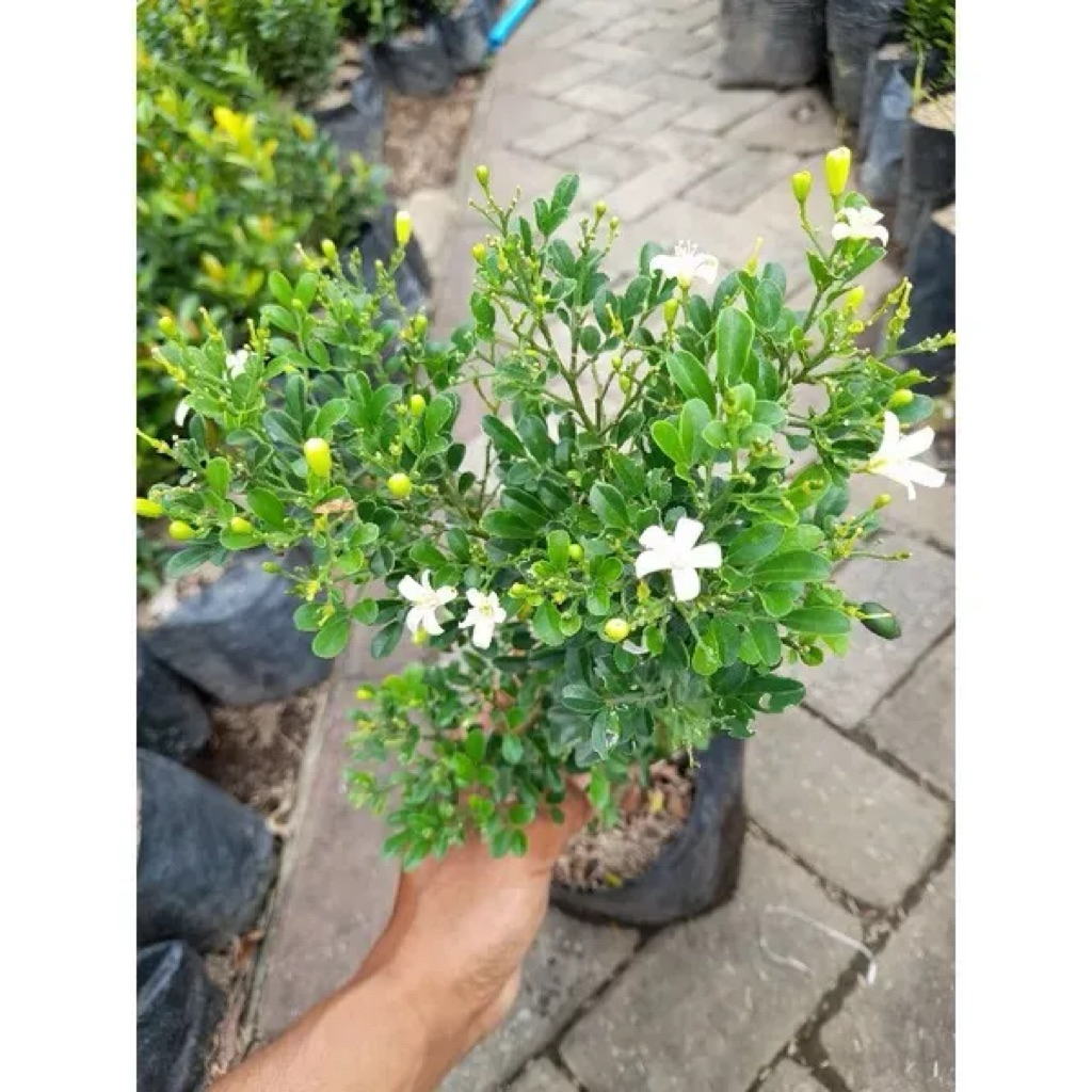 Tanaman Hias Pohon Kemuning Mikro - Kemuning Super Mikro Cantik Rimbun