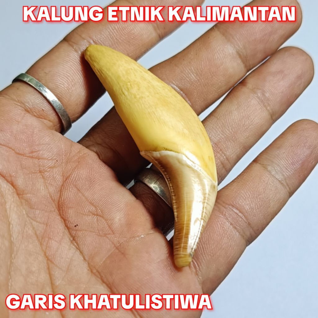 KALUNG ETNIK KALIMANTAN 112