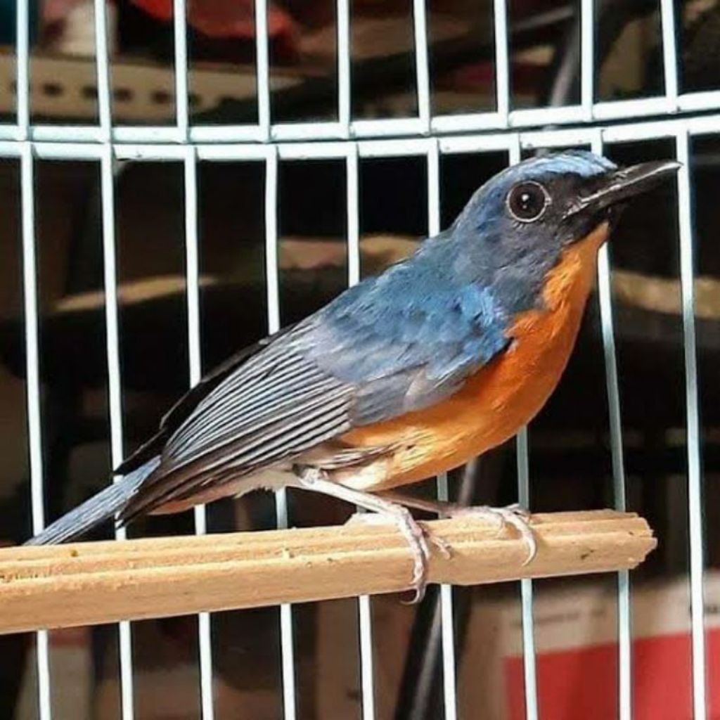 Tledekan gunung jawa pilihan jantan rawatan