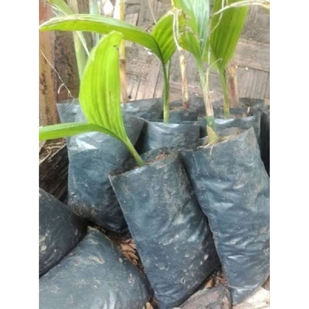 Bibit Pinang, Bibit Pinang Betara Unggul, Bibit Pinang Unggu