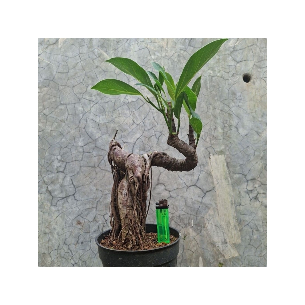 Tanaman Bonsai Ficus Stupenda Caudex Akar Artistik - Pohon Ficus Ara Hutan Langka Kolektor Hiasan
