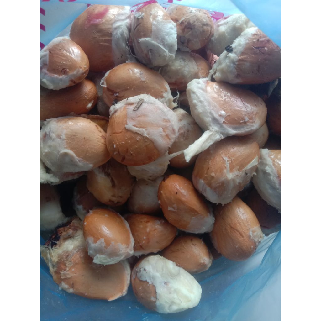 Benih Biji Durian Siap Tanam 12 biji Durian Lokal sumut, untuk pembibitan