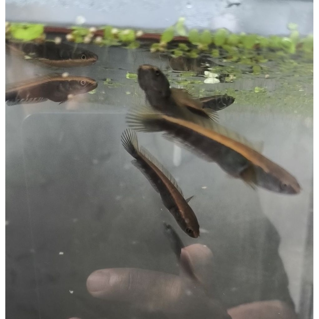 Maru red Barito uk 5-6 cm grade a