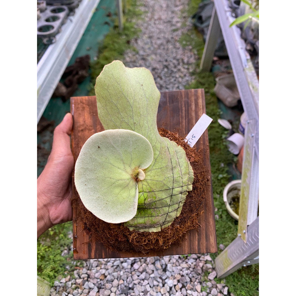 Platycerium antis ( Elephantotis X Andinum )