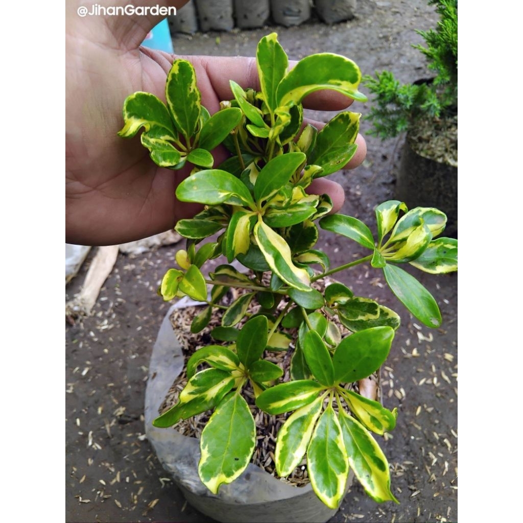 tanaman hias wali songo variegata / pohon wali songo variegata / tanaman out dor dan indor