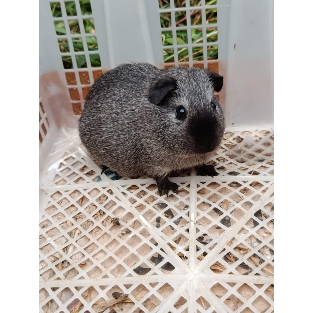 marmut hias guinea pig American California