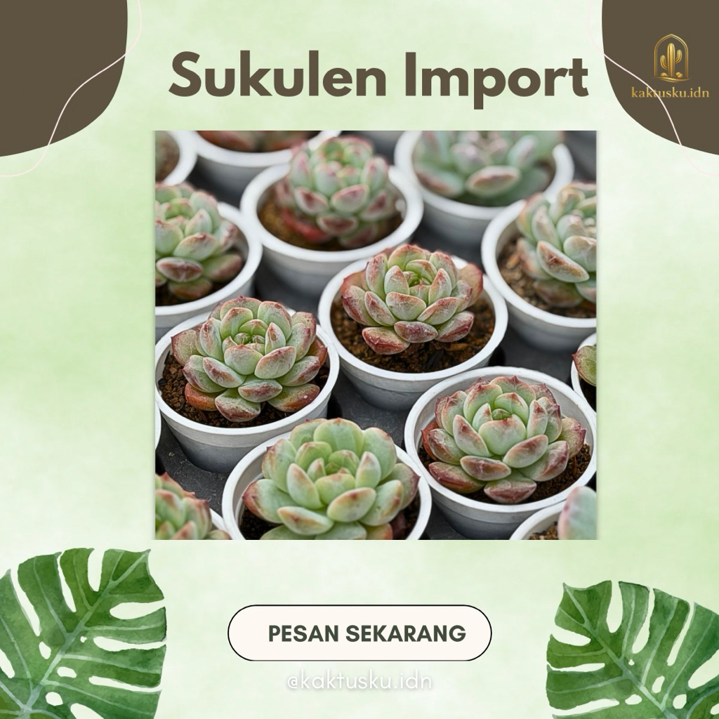 Sukulen Import - SUKIM