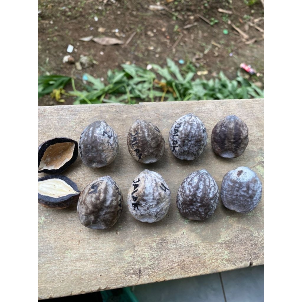 Muncang Adu Jayanti jalak