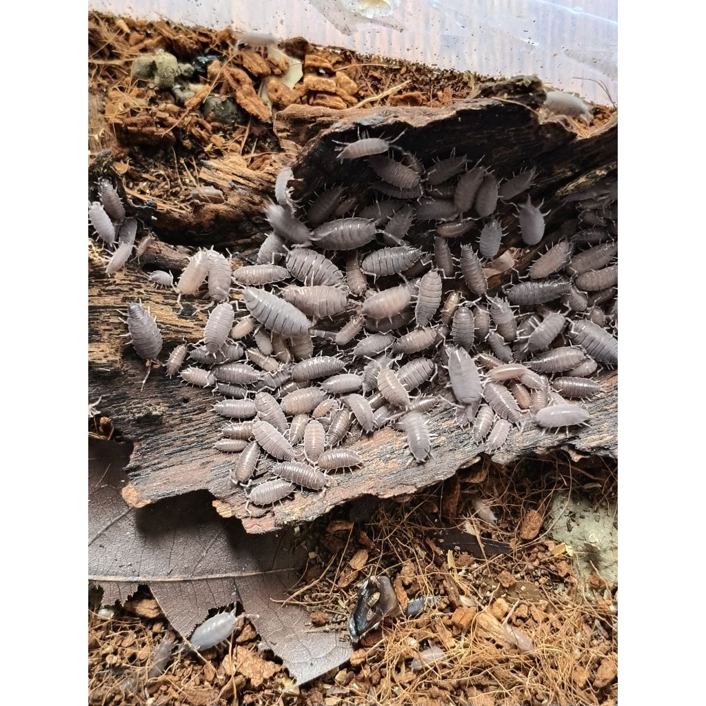 blue powder harga ecer/ isopod Powder Blue / pelengkap terarrium/ pelengkap paludarium/ bioaktif