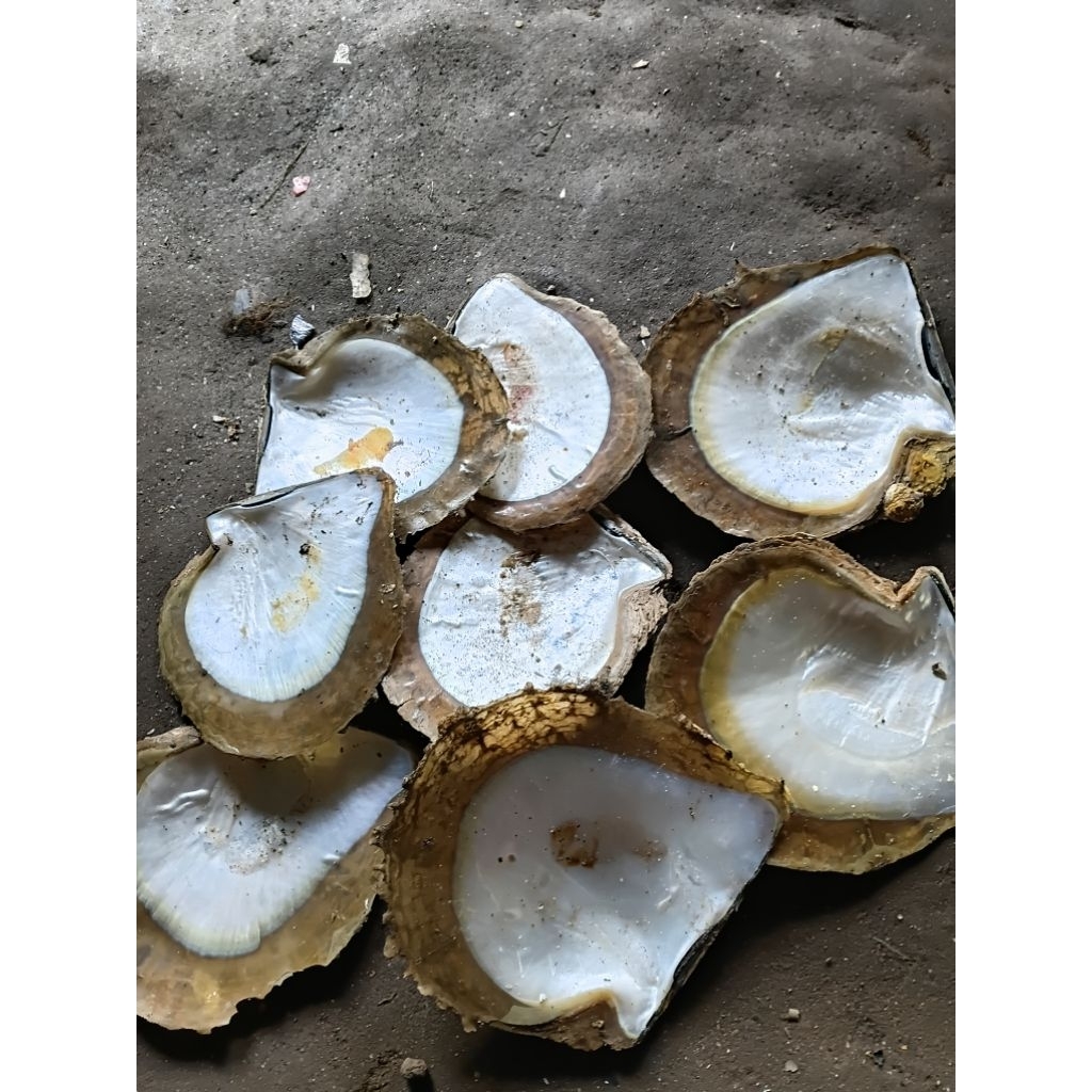 Cangkang kerang mutiara alam size JUMBO