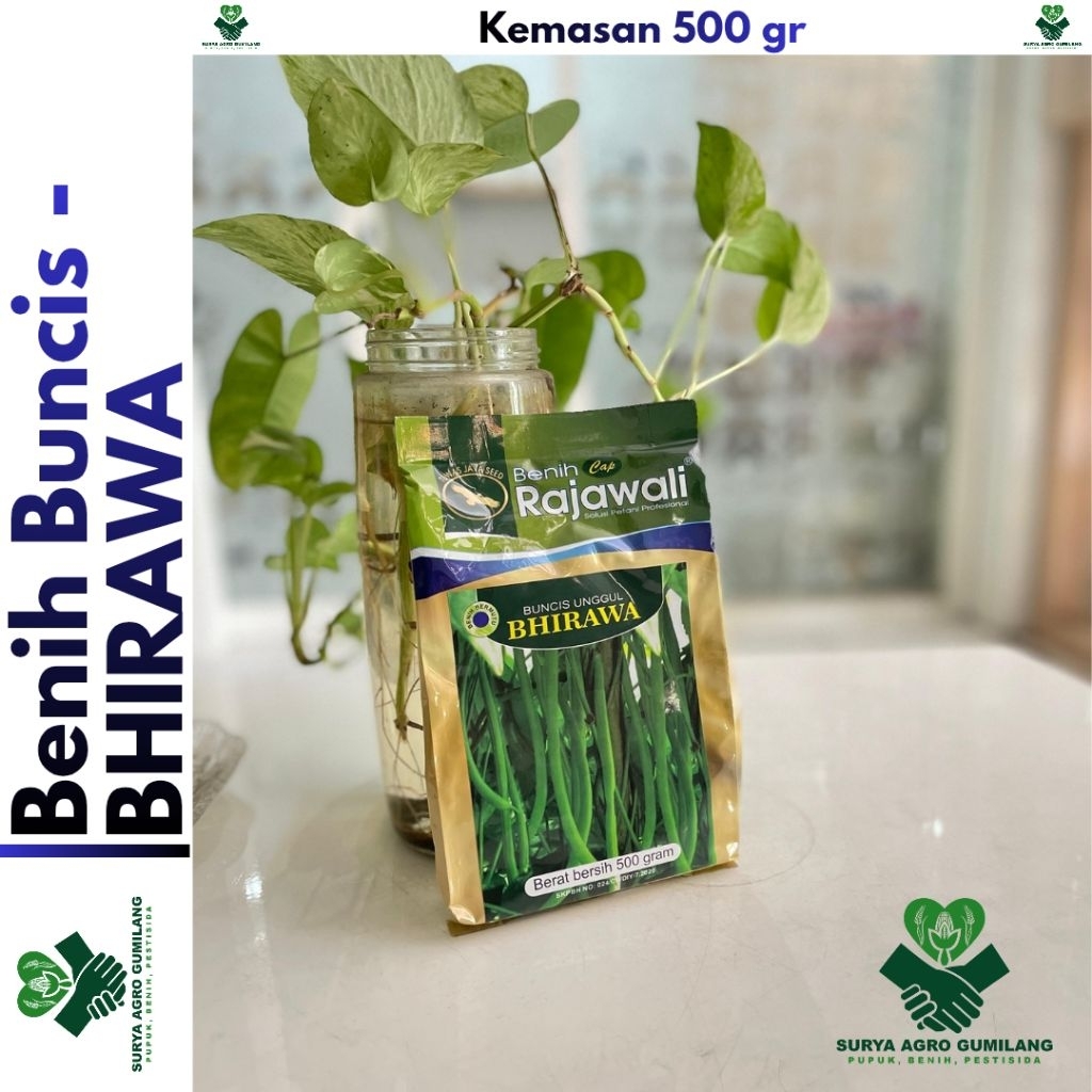 Benih Buncis BHIRAWA cap RAJAWALI | Buncis Bhirawa | Bibit - Benih Buncis