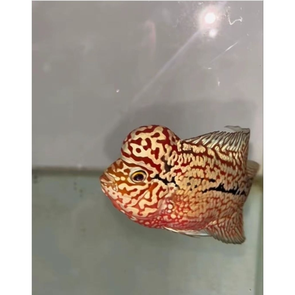 Kamfa F2 GB Ori Thailand Louhan Bigsize