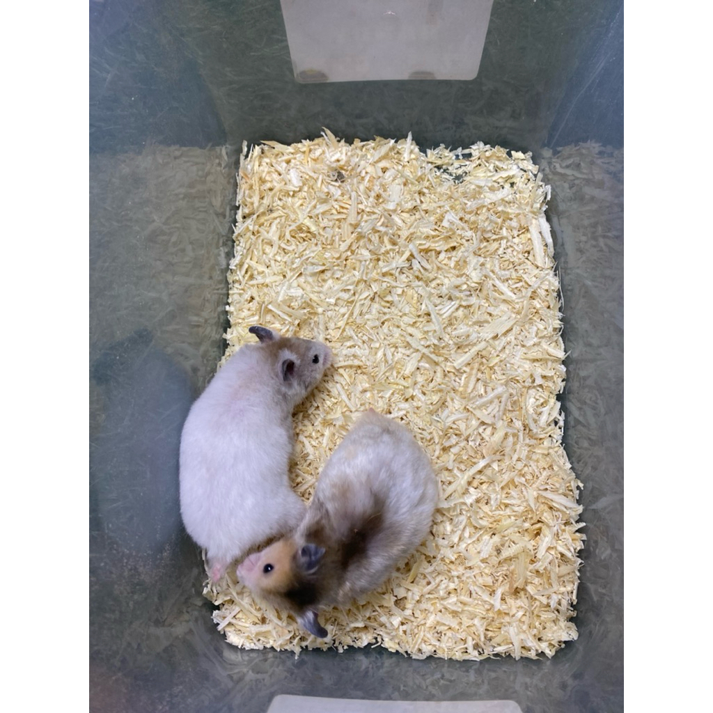 Indukan hamster syirian siap kawin usia 3-5 bulan (KHUSUS GOJEK)