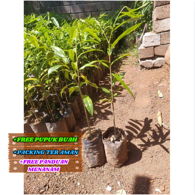 Bibit / Pohon Kayu GAHARU Kualitas Unggul ASLI