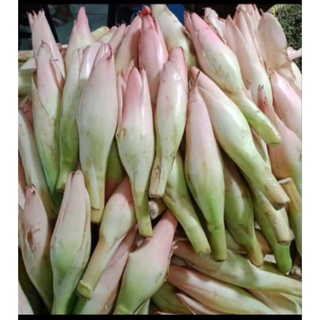 Kecombrang  Bunga Kecombrang Segar