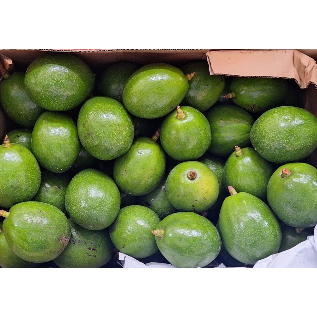 Alpukat miki 1 kg isi 1-3 buah