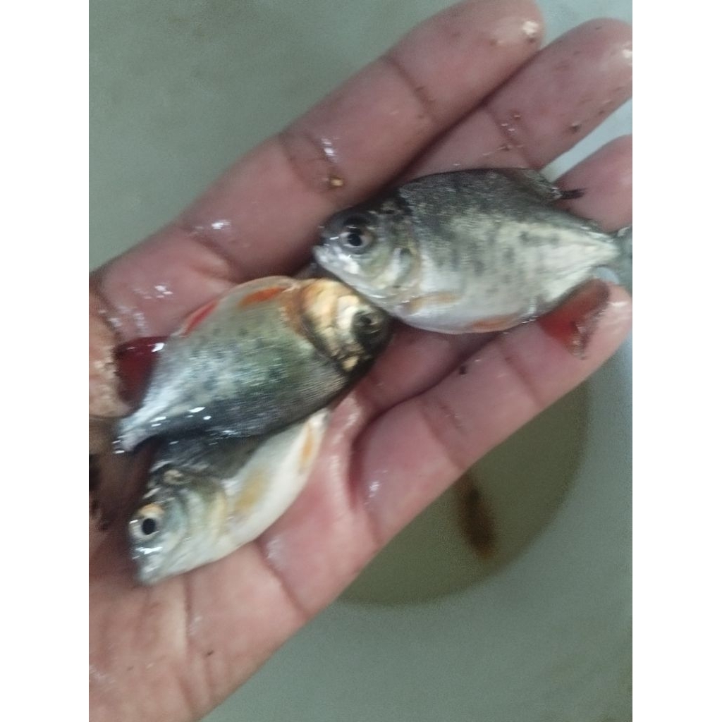bibit ikan bawal  murah