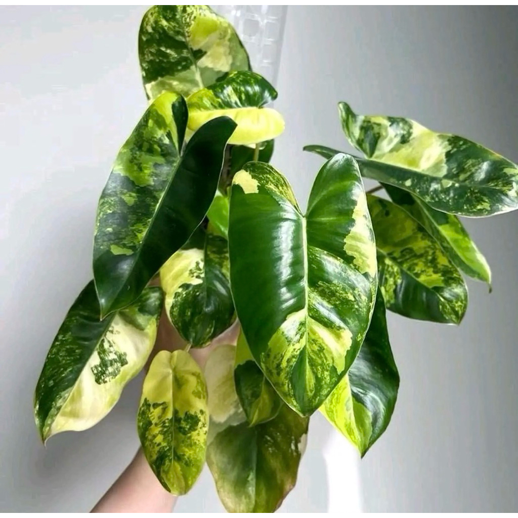 Tanaman Hias Philldendron Varigata - Brekele Varigata