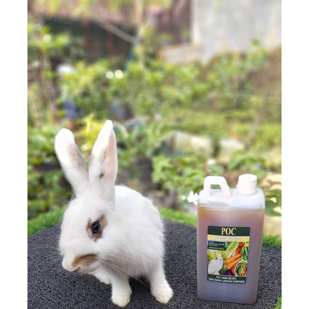 FERMENTASI URINE KELINCI 1 LITER, POC URINE KELINCI, SUDAH DIFERMENTASI