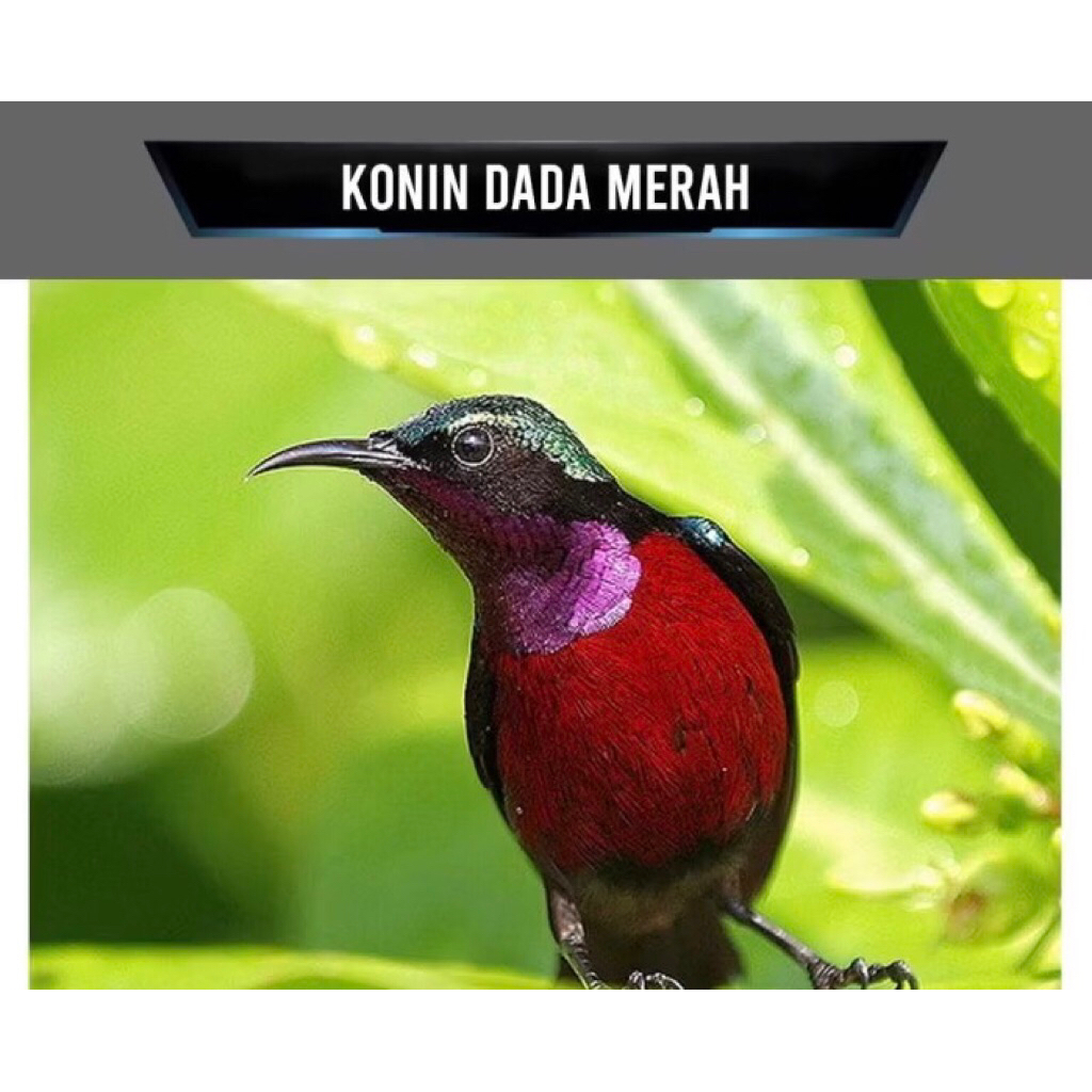 konin masteran jantan pilihan rawatan