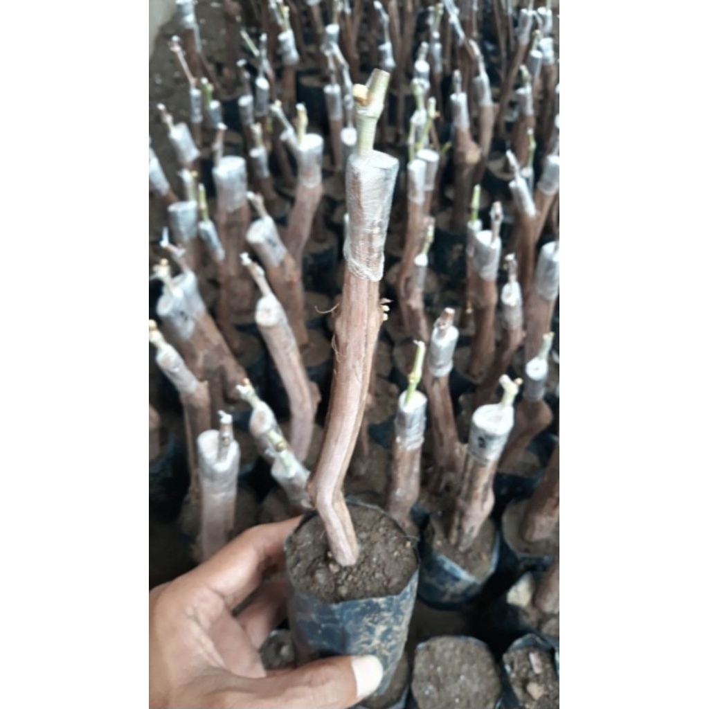 Grafting anggur import