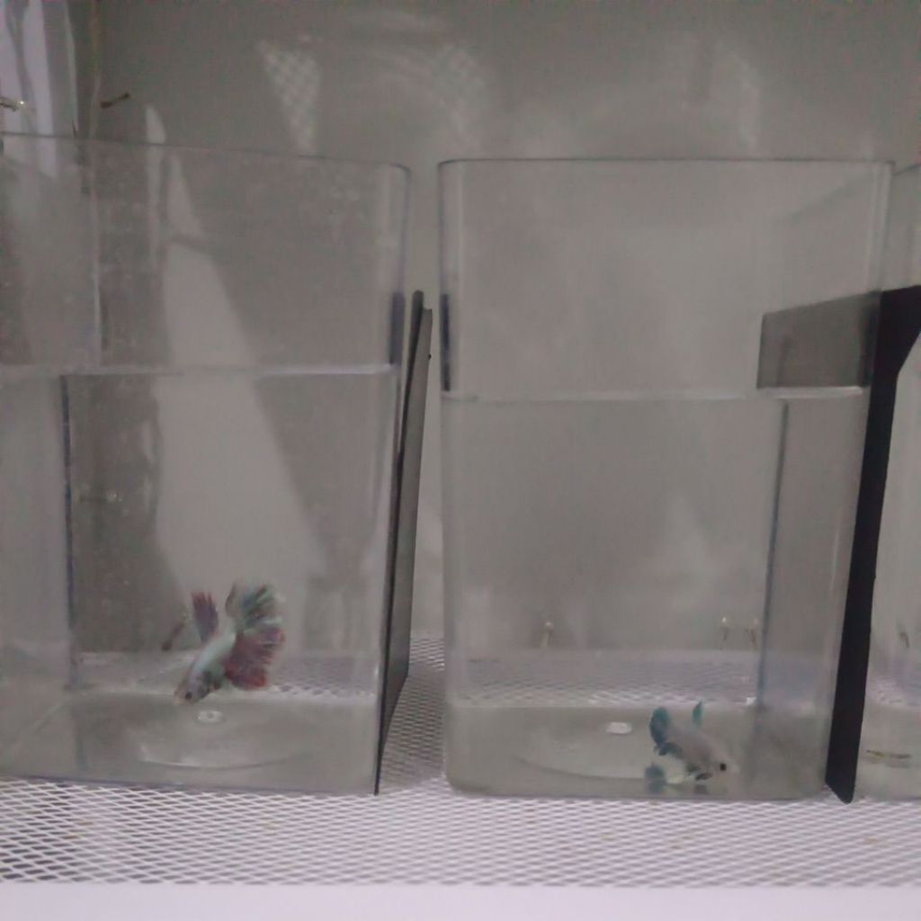 SOLITER TOPLES MIKA AKRILIK IKAN CUPANG