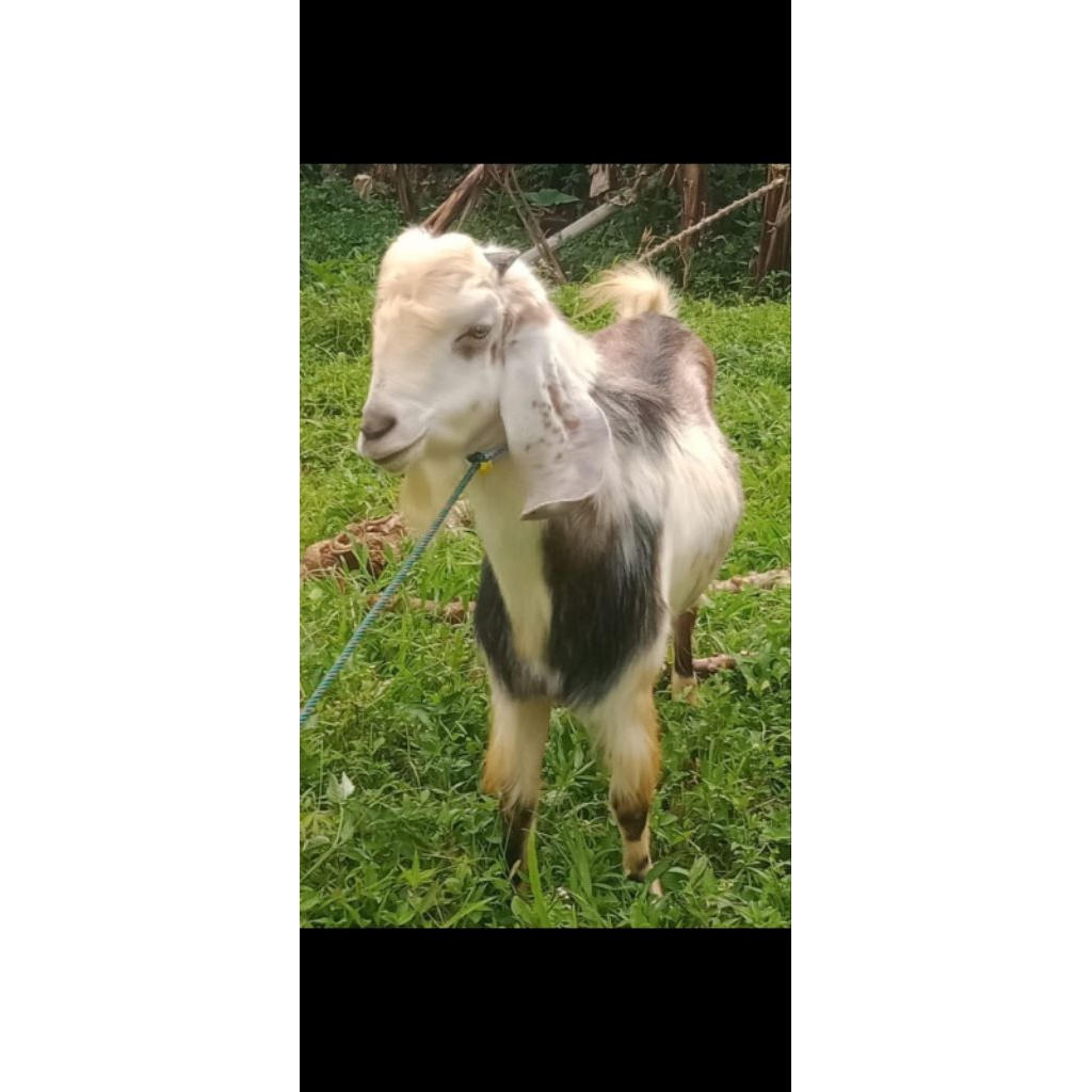 Kambing jantan kurban besar