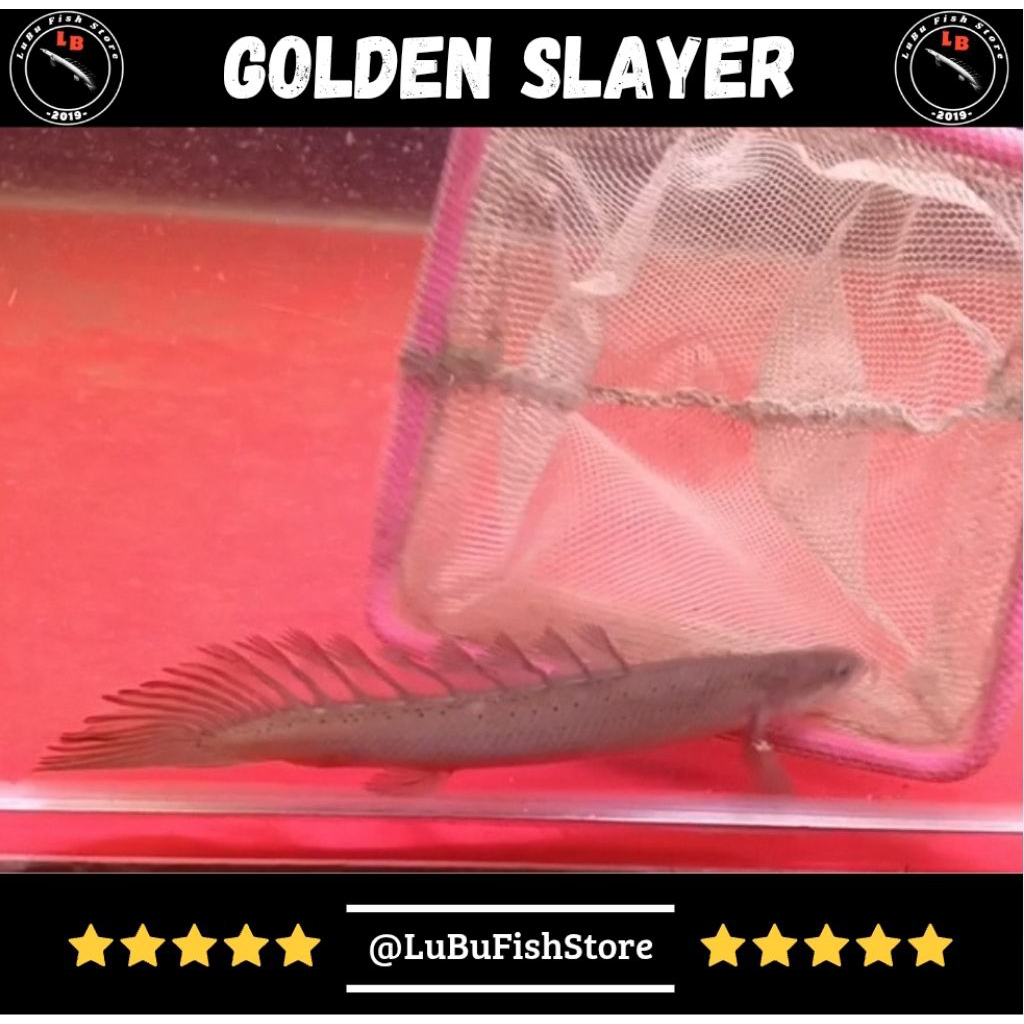 Aksesoris Aquarium Palmas Senegalus Golden Slayer