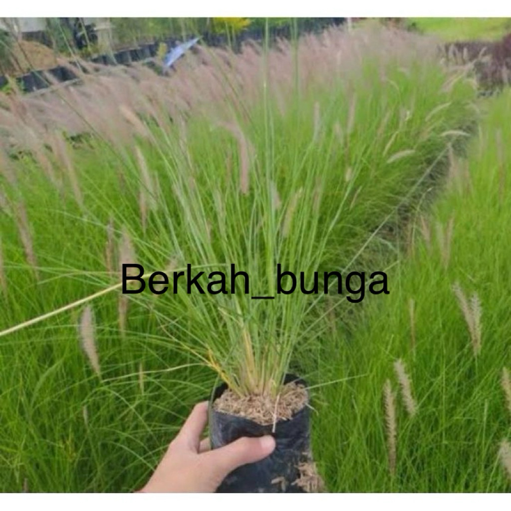 Ponytail Palm / Bunga Ekor Kuda – Tanaman Cantik Anti Ribet