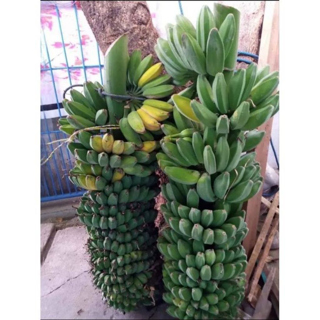 bibit pisang kepok super