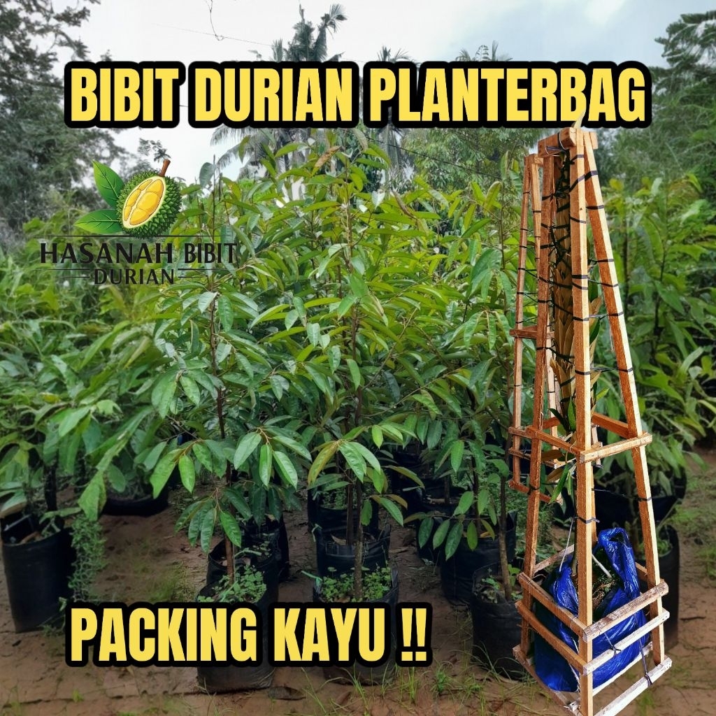BIBIT DURIAN ASLI PLANTERBAG TINGGI PACKING KAYU