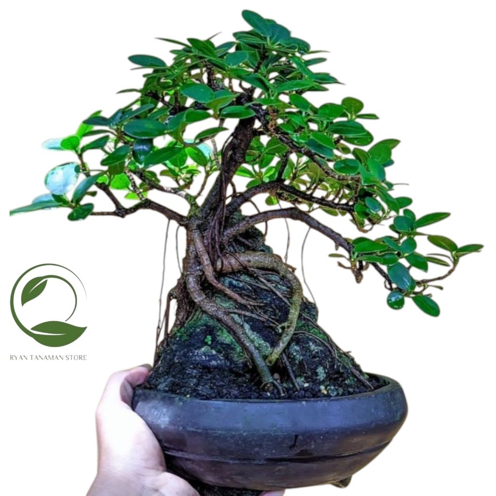 Bonsai Dolar Mikro - Bahan Bonsai Dolar Mikro - Tanaman Koleksi