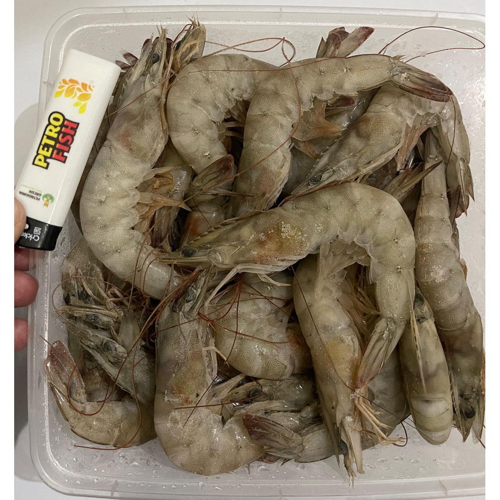 Udang Jumbo/Sedang Size 40 pcs/kg- Udang Vaname Segar   - Segar, dari Tambak, Tidak Berbau, Kualitas