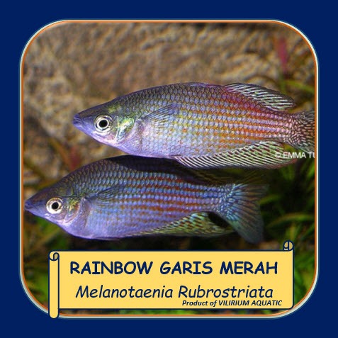 IKAN HIAS AIR TAWAR - RAINBOW GARIS MERAH / RED STRIPED RAINBOWFISH / RAINBOW RUBROSTRIATA (IKAN AQU