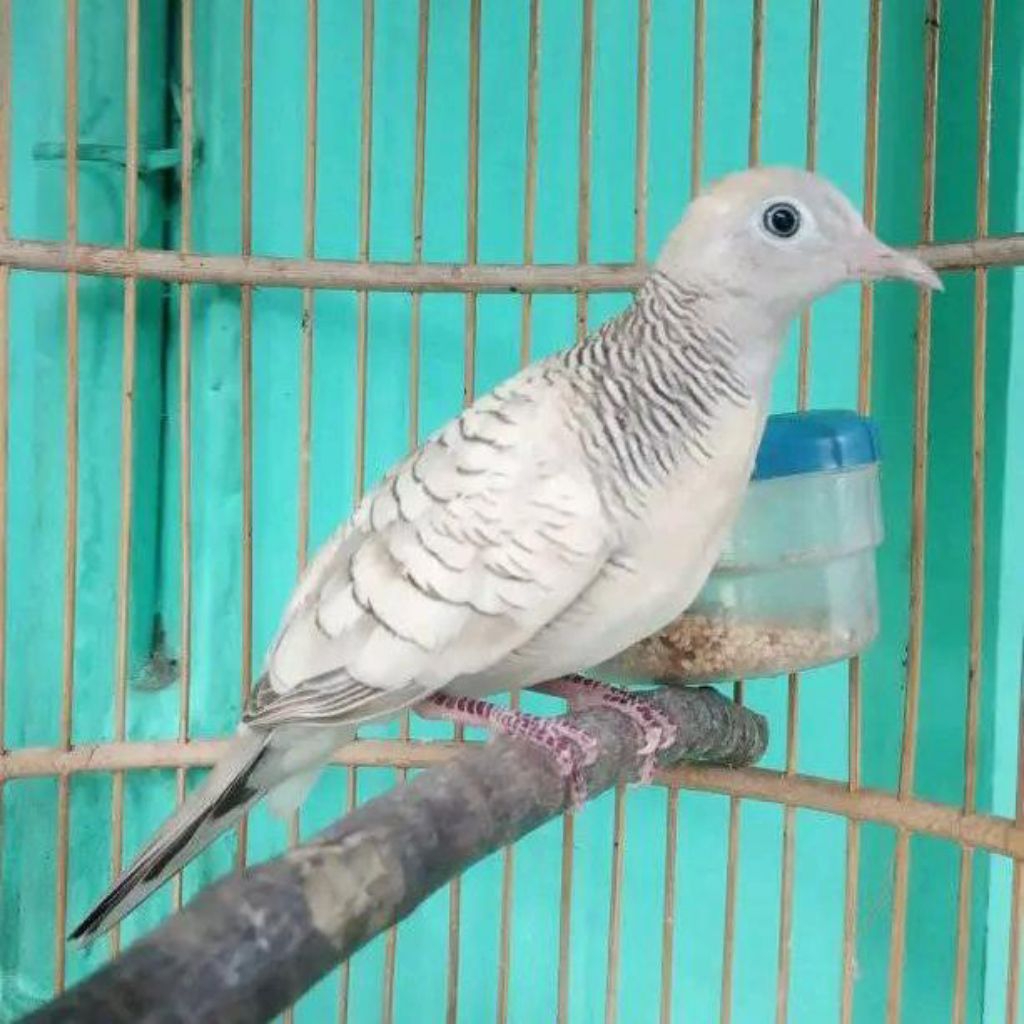 perkutut silver dewasa/perkutut gacor/perkutut murah