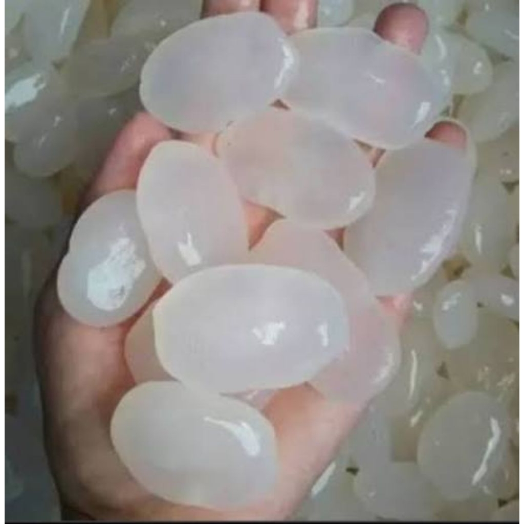 Kolang kaling segar kolang kaling super bahan manisan terbaik 500gr bersih