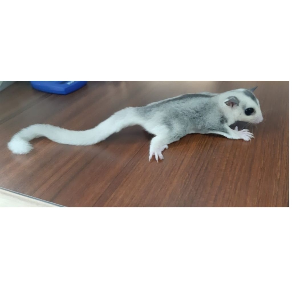 Sugar Glider Moza Het Leu Jantan Usia 2Bulan