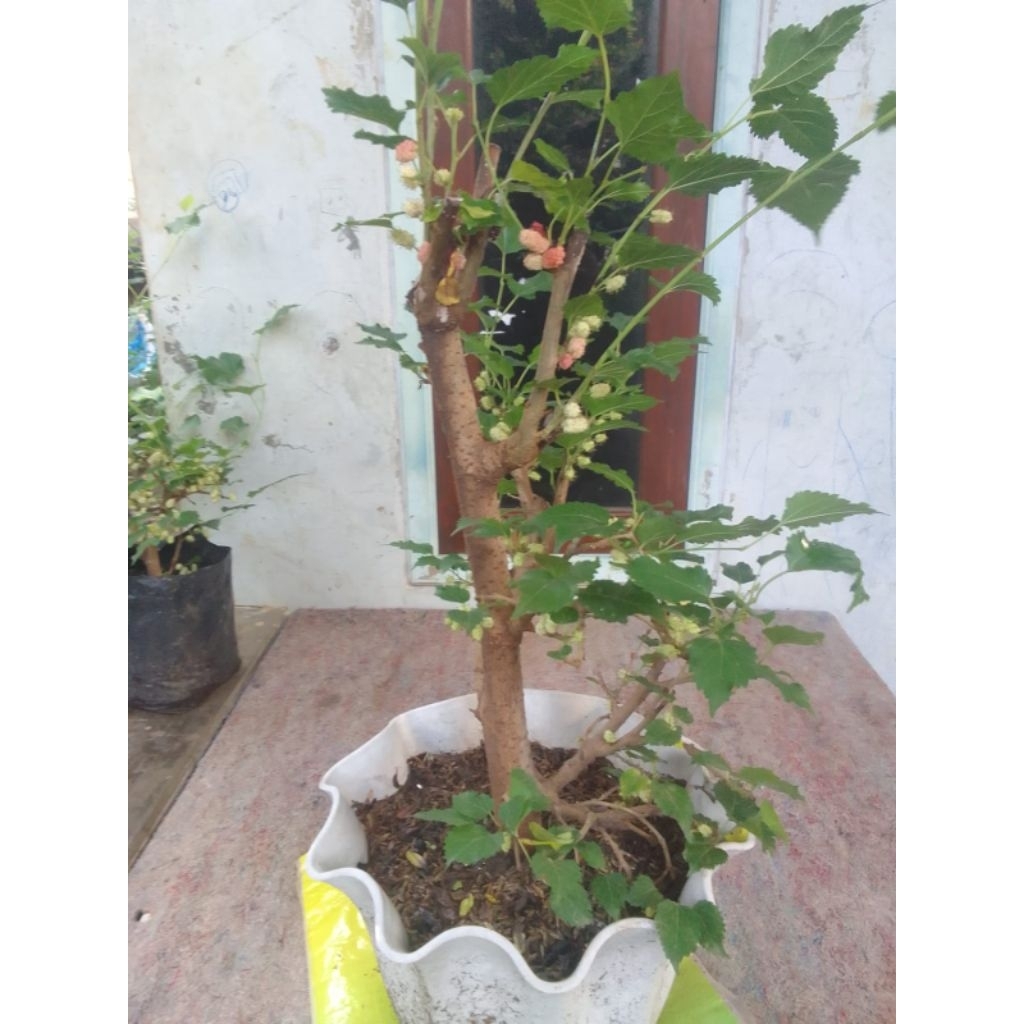 bahan bonsai murbei