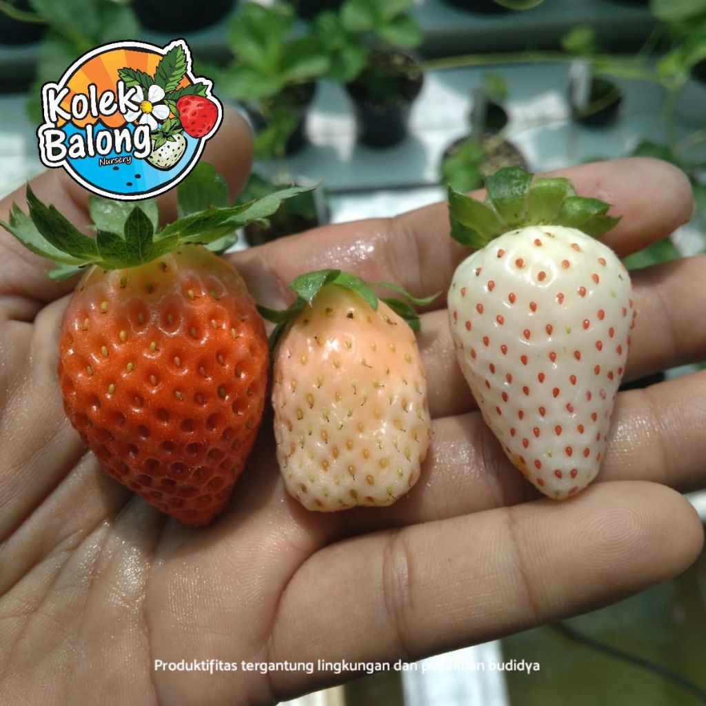 Bibit Strawberry putih