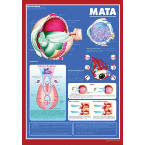 Poster Mata / Anatomi Manusia / Organ Tubuh Manusia