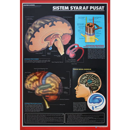 Poster Sistem Syaraf Pusat / Anatomi Manusia / Organ Tubuh Manusia