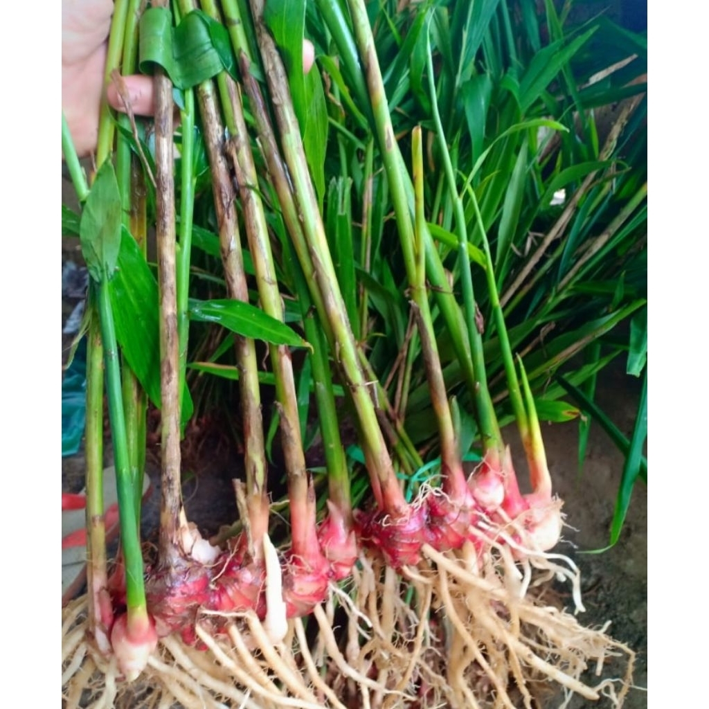 bibit jahe merah siap tanam