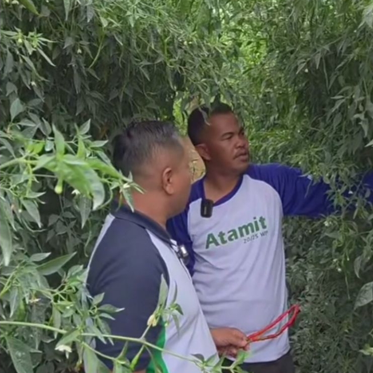 Terlaris, 2.000 Benih Cabe Lokal Siboras, Bibit CMK Ateng tinggi 2 meter berbuah lebat tahan virus, 