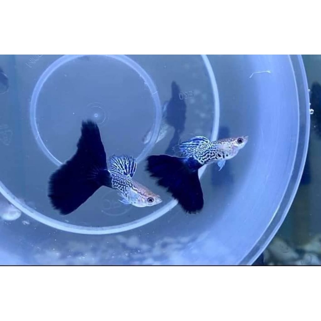 Hiasan Aquarium Ikan Guppy MSSBT indukan sepasang