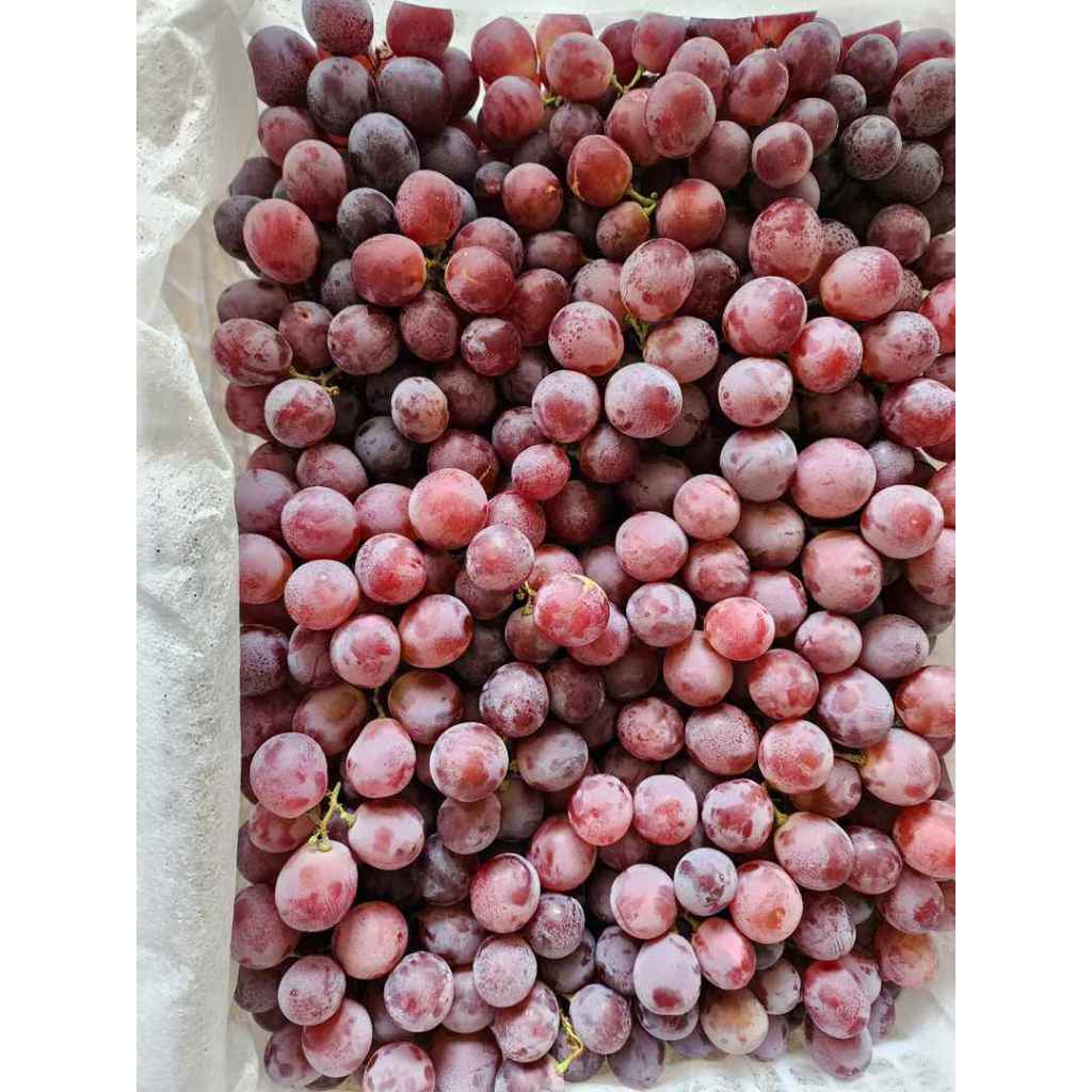 Anggur Redglobe Import Buah Anggur Segar 1 krat 6 kg Bandung Buah Fresh