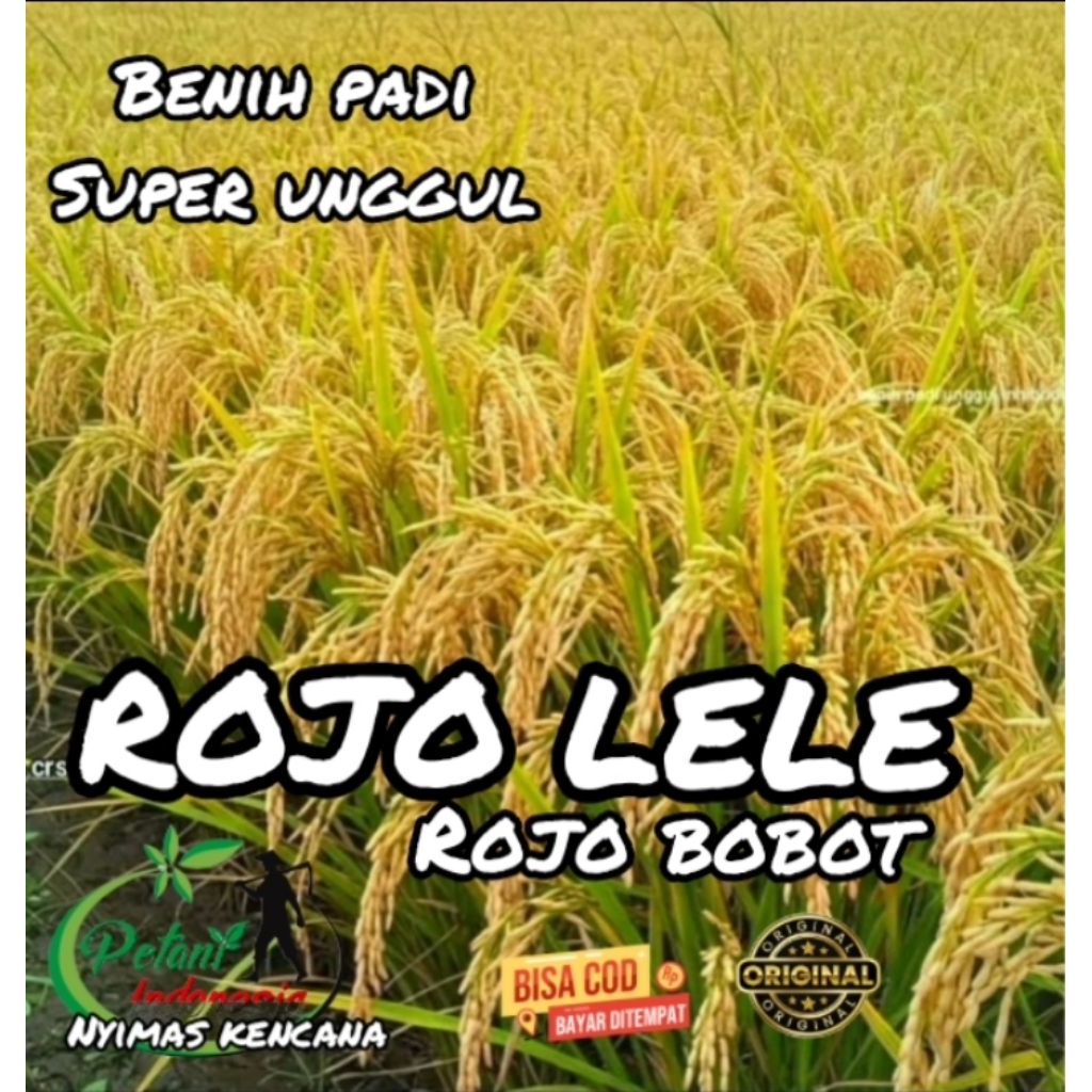 BENIH PADI ROJO LELE KEMASAN 1KG