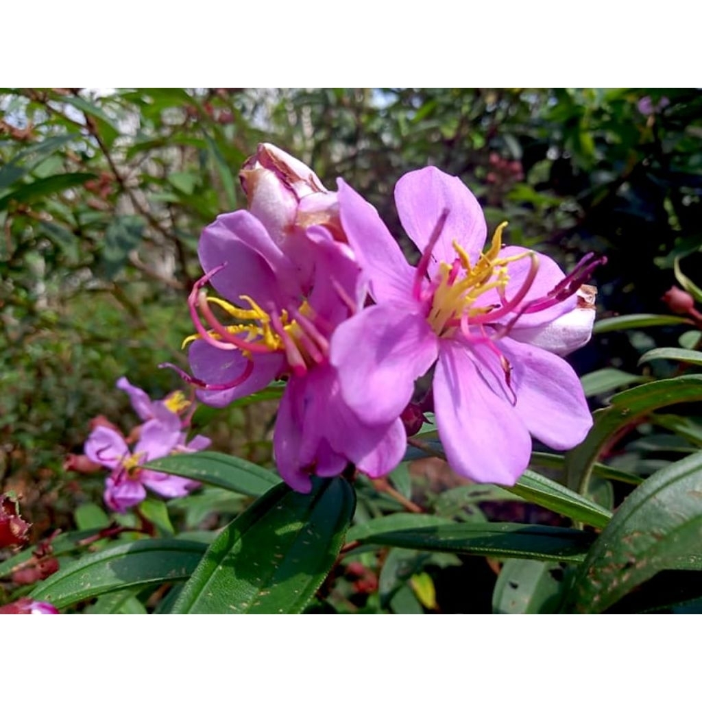 Daun senggani atau senduduk atau harendong fresh 100 lembar 5000