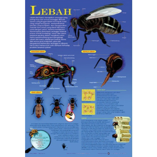Poster Lebah / Anatomi Hewan