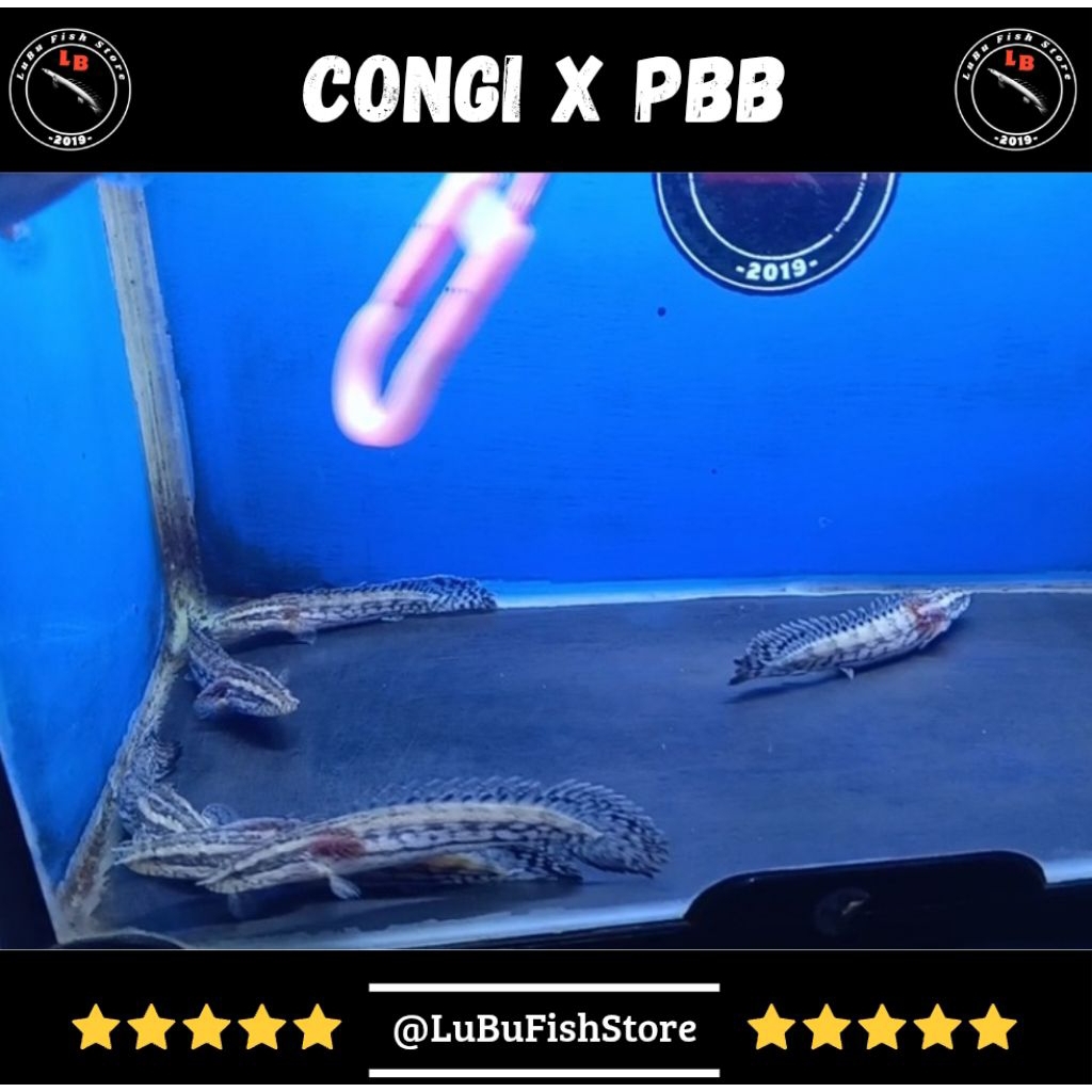 Hobi Palmas Hybrid Congi x PBB Hybrid Palmas Congicus x Palmas PBB